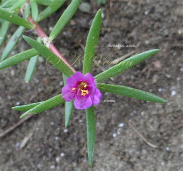  Flower and Involucre